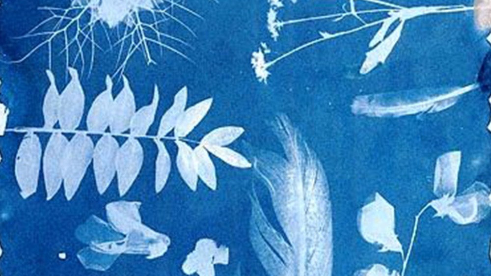 Kids in the Courtyard: Printing with Plants