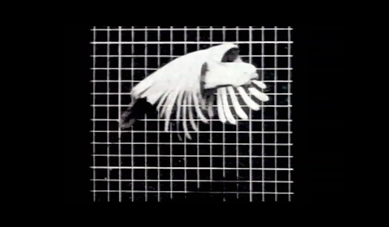 Bird mid-flight in front of white grid on black background. image