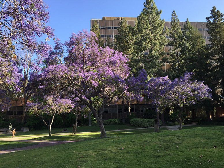 Jacaranda trees in bloom.