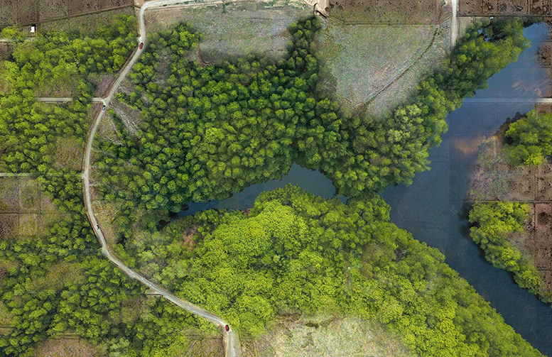 Mangroves overhead.